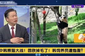 中韩熊猫大战！圆欣掉毛了！韩饲养员遭网友吐槽