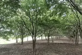 拼栽三年以上丛生朴树，每杆8-11公分，5杆，冠幅5米以上即将开园视频封面