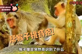 猴子帮猴子挑痔疮，挑的不好还被打，网友:人都害羞更何况猴子!视频封面