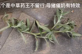 中草药:王不留行母猪催奶有特效视频封面