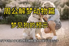 周公解梦动物篇之梦见狗的预示#人类最忠实的朋友 #狗狗视频封面