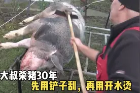 农村大叔杀猪30年，先用铲子刮，再用开水烫，这技术至少值2000块视频封面