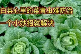 白菜心里的菜青虫难防治，分享一个小妙招，轻松就解决视频封面