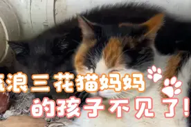 流浪三花猫妈妈的孩子不见了！视频封面