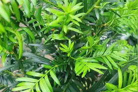 金山银山，不如养盆红豆杉，红豆杉这样养护，生长旺盛不黄叶！视频封面