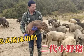 网友认养了头二代小野猪，夫妻听到有点懵，这模式会有前途吗？视频封面