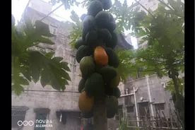 农民太太种的（木瓜）没有农药，无害物质。鲜吃美味可口视频封面
