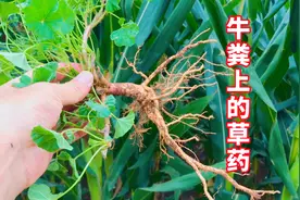 牛粪旁的草药，根似人参，叶为肾形，种子120元1斤！视频封面