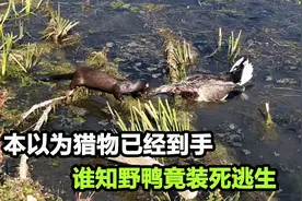 水貂攻击野鸭，千钧一发之际，野鸭装死迷惑水貂，成功逃脱视频封面