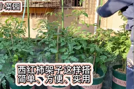 菜池整理，把西红柿安放到最好的位置，这样搭的架子，方便实用视频封面