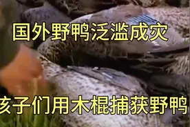 国外野鸭泛滥，孩子们用木棍捕获野鸭！一小时狩猎十只！视频封面