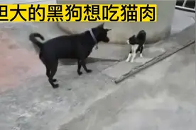 胆大的黑狗想吃猫肉，狗与猫的一番较量后，黑狗被猫抓伤不是对手视频封面