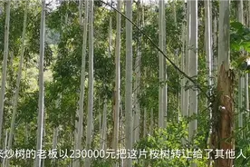 炒桉树太赚钱了，30亩175000买进，转手卖230000，一下赚55000元视频封面