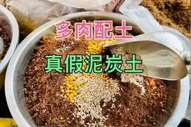 手把手教你给多肉配土，这样配土养多肉放心，不愁多肉养不好视频封面