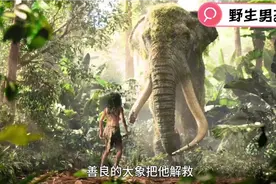 森林之王毛克利：对抗猛虎成为森林之王的孩子，居然是狼养大的？视频封面