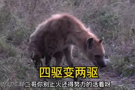 四驱变两驱的鬣狗！视频封面