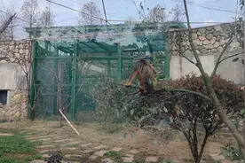 我拍的猴子可爱吗？长沙生态动物园视频实拍视频封面