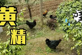贵州大山里居然有黄精，你们见过吗？视频封面