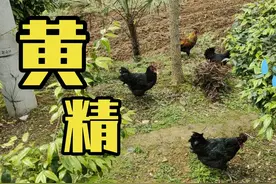 贵州大山里居然有黄精，你们见过吗？视频封面