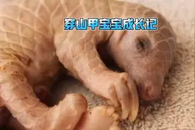 穿山甲宝宝是怎么在妈妈的精心呵护下长大的你知道吗？视频封面