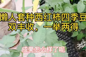 懒人套种西红柿和四季豆，一举两得，双丰收，省时省心又省力视频封面