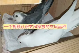 玄凤家族：一个视频让您认识大部分玄凤品种，快来看看认识几种视频封面