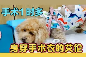 10岁泰迪狗艾伦长三个瘤要手术 92岁老妈和朱莲揪心等待手术成功视频封面