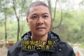 养蜂技术分享，什么原因导致这个时候蜜蜂爱蜇人？又有哪些危害视频封面