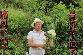 认识河边常见的“接骨木”，骨折痛风不怕了，大实用了！视频封面