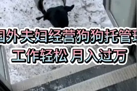 国外夫妇创办狗狗幼儿园，轻松好赚，月入过万视频封面
