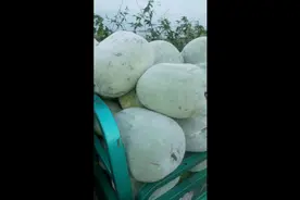 冬瓜的功效与作用视频封面