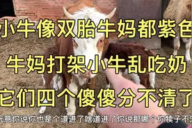 小牛像双胎牛妈都紫色，两牛妈打，两小牛乱吃奶，傻傻分不清了视频封面