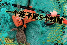 好多朋友不知蟹笼怎么抓螃蟹，今天给大家讲解一下，一起看看收货视频封面