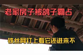 老家房子被邻居鸽子霸占撵不走，鸽子屎堆成山，购买了铁丝网拦住视频封面