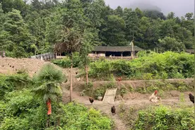 湖南深山监控拍摄老鹰偷鸡，以前都是冬天会来，第一次夏天拍到视频封面