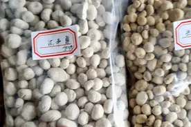 中药材！大家一起来认认生半夏，清半夏，法半夏。视频封面