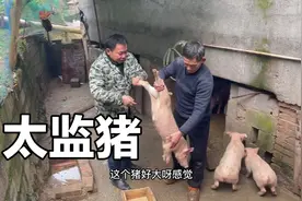 满双月的小小的猪，今天给他做手术，让它成为太监猪视频封面