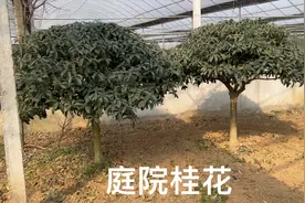 北方桂花为啥要通过流苏嫁接？有什么好处呢？今天带大家了解一下视频封面