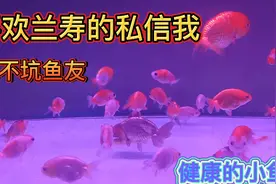 健康的小鱼会花落谁家呢？兰寿也是比较皮实的冷水鱼！你喜欢吗？视频封面