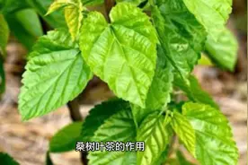 桑叶茶的功效与作用及食用方法视频封面