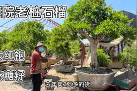 实拍：山东最大万亩石榴园，精品庭院石榴跌到跳楼价，后悔也晚了视频封面