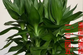 水培富贵竹（观音竹）做好这五个方面一定生长的绿意盎然枝繁叶茂视频封面