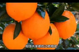 脐橙对人体有哪些好处你知道吗视频封面