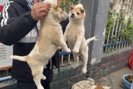 凯里市狗市   下司狗  虎斑  土沙  土猎狗  黑舌头的狗都出现了