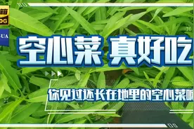空心菜是常见的蔬菜，属于药食同源的植物