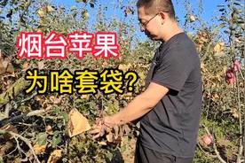 我家苹果开始摘袋啦，烟台苹果为啥要套袋？这是有原因的视频封面