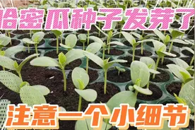海南反季节哈密瓜种子发芽了，一定要注意这个细节，可以减少损失视频封面