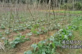 黄瓜地绑扎小竹子视频封面
