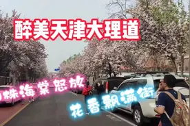 醉美天津大理道，700株海棠怒放，满街飘香，美女如云，快来打卡