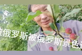 俄罗斯的葵花盛开令打工华人振憾，徜徉花海心醉了。视频封面